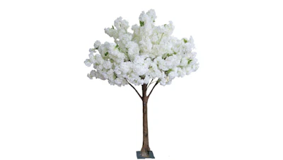 Flowering Dogwood Tree- 6 Ft.