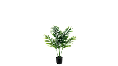 Palm Plant 3′