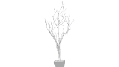 Silver Manzanita Tree 6 ft.